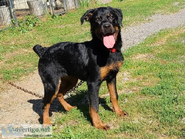 7 month old female rottweiler