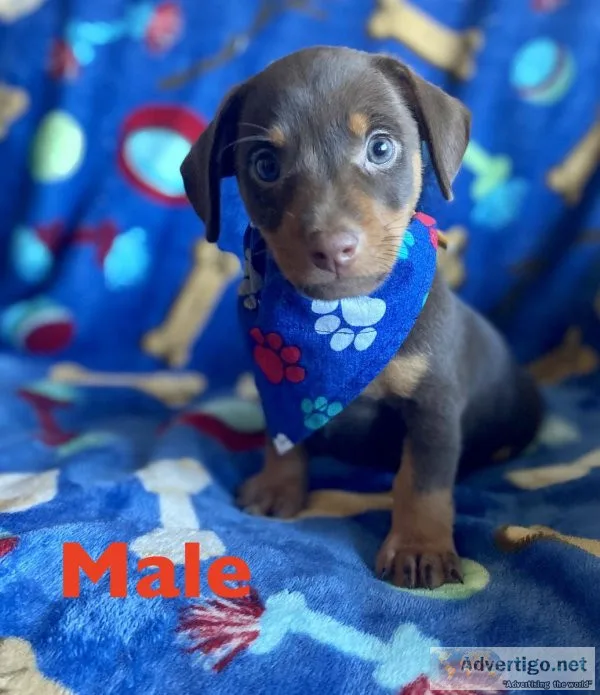 dachshund mix puppies