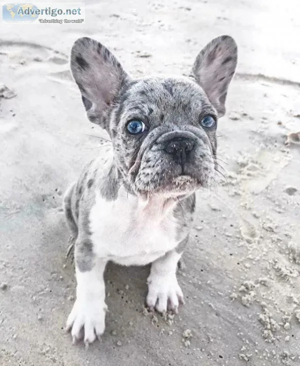 Healthy French Bulldog Puppies For Sale