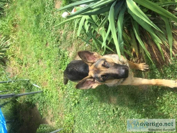 German Shepard male