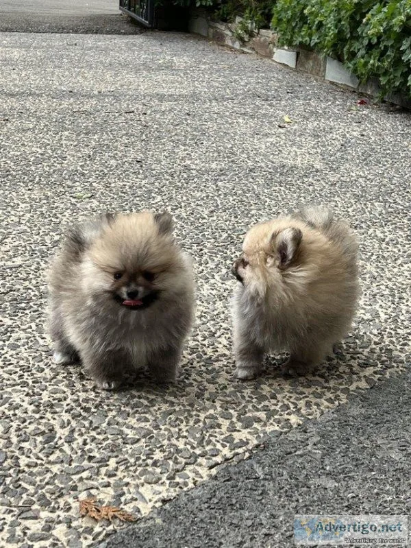 Pomeranian puppies ready to leave mum