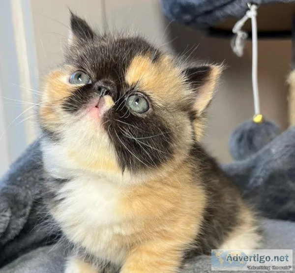 Persian Kittens available for sale