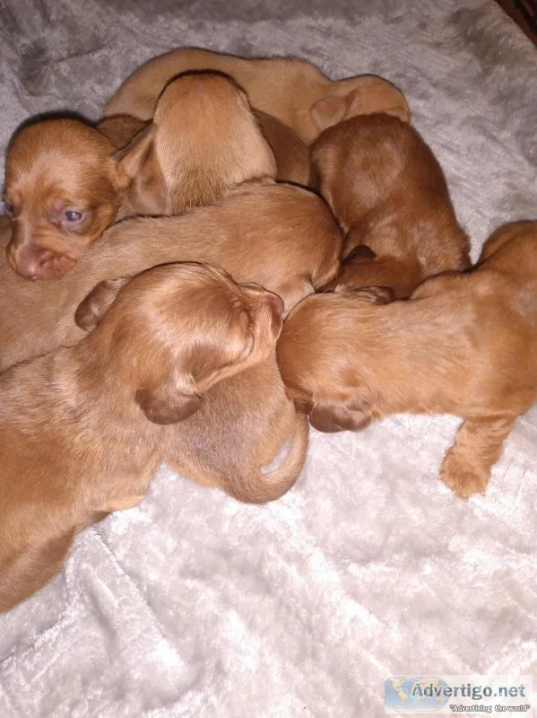 Fullblooded dachshunds 1000 each  mentone Indiana