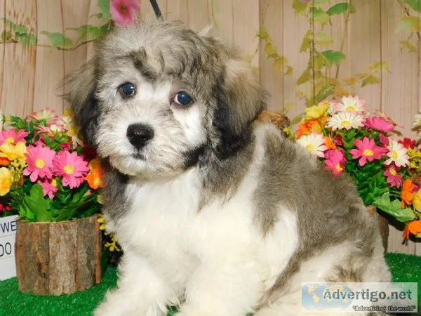 Chicago Havanese Babies. NonsheddingAllergy Free.