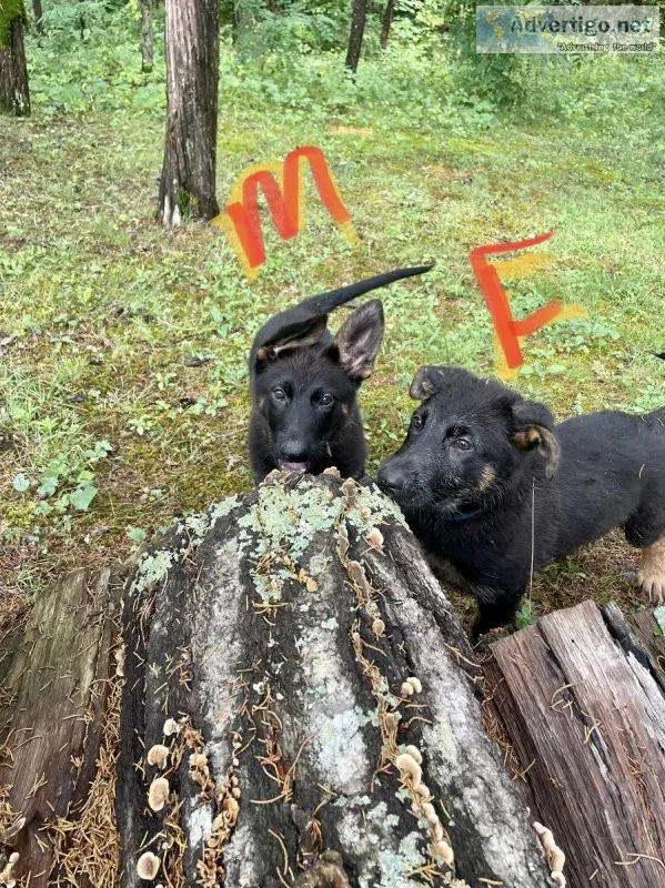 AKC German shepherd puppies