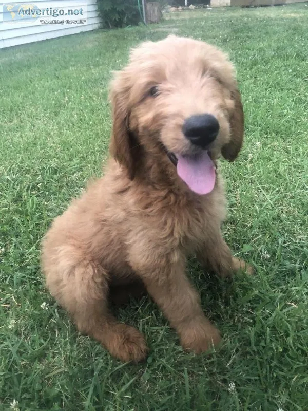 Goldendoodle