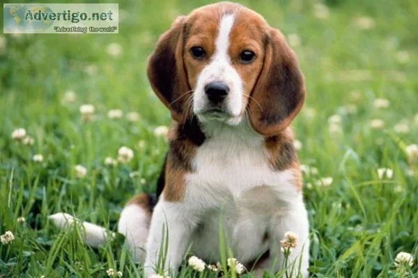 Beagle Puppies
