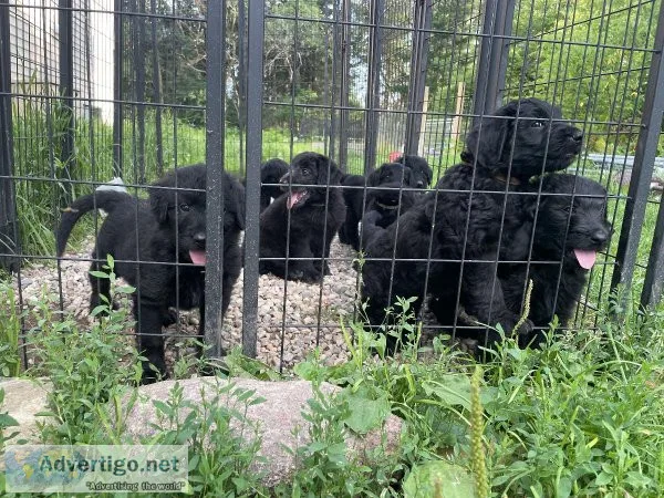 Shepadoodle Pupps