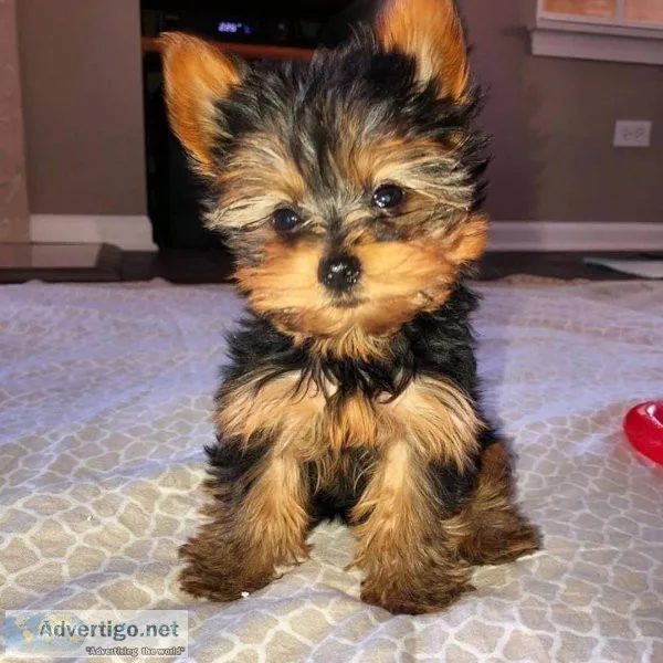 Cute Yorkie puppies available