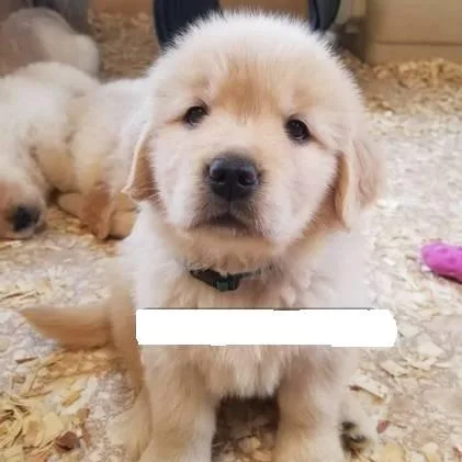 AKC Golden Retriever puppies