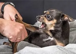 Puppy Training Programs
