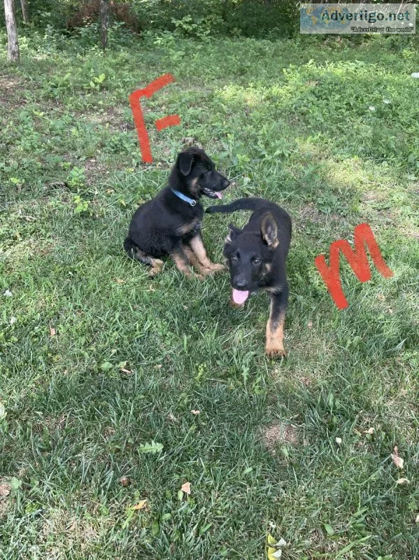 AKC German shepherd puppies