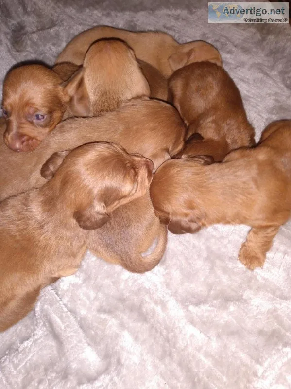 Dachshunds 1000 per pup