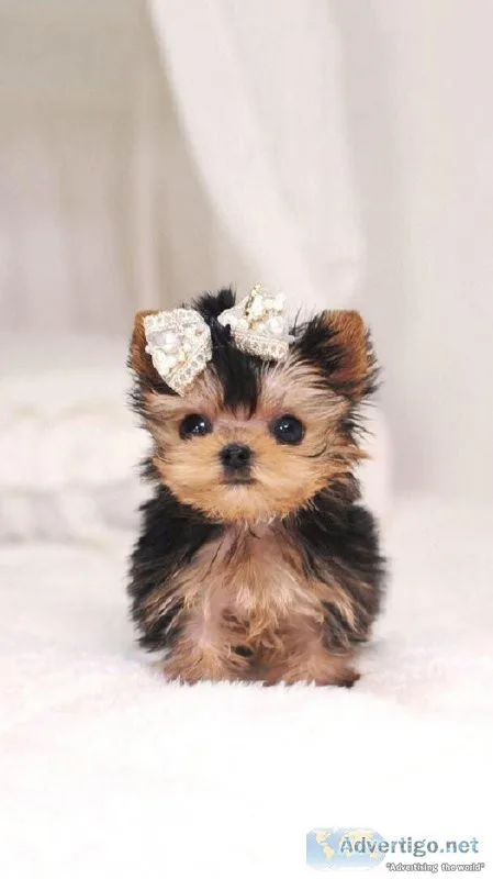 Teacup Yorkie puppies for sale