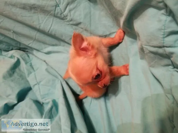 Chihuahua