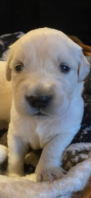 English Cream Golden Retriever Puppies