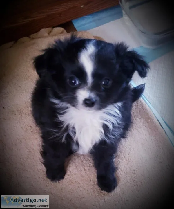 Pomchi Puppies