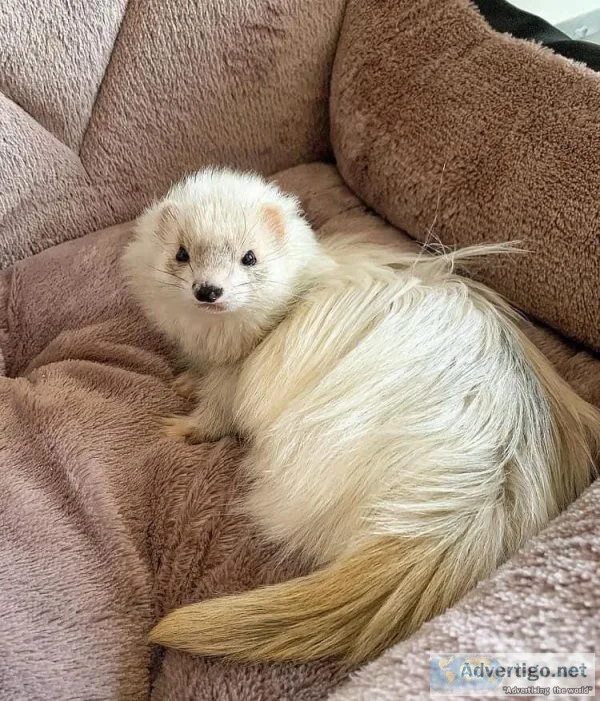 Hi there we have our beautiful baby Ferret kits ready for new ho