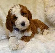 Golden Doodle Puppies