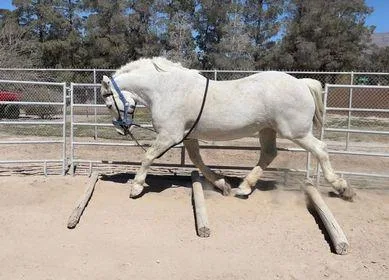 WHITE UNICORN PONY FOR ADOPTION