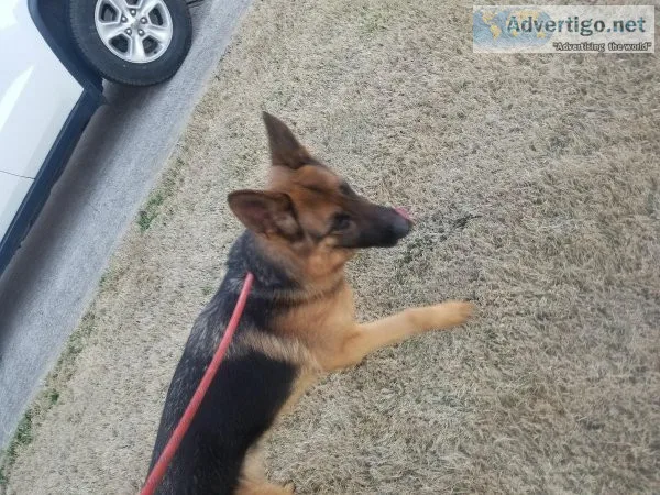 German shepherd