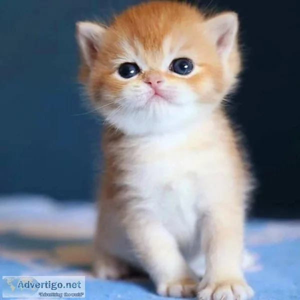 Scottish Fold Kittens for sale