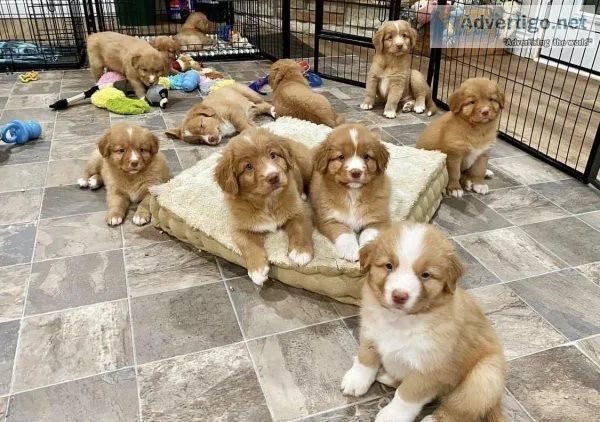 Nova Scotia Duck Tolling Retriever Puppies For Sale