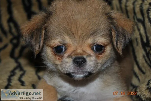 RILEY Japanese Chin Mix of Shih-Tzu and Pekingese in MN.