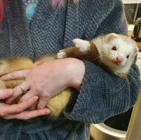 looking to rehome our 2 ferrets.