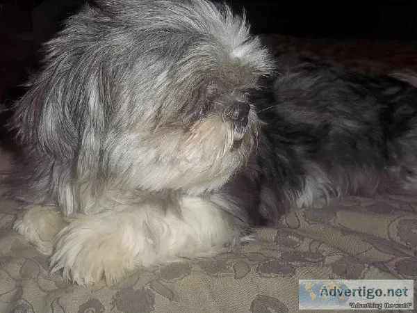 Adult Shih Tzu Female Full AKC