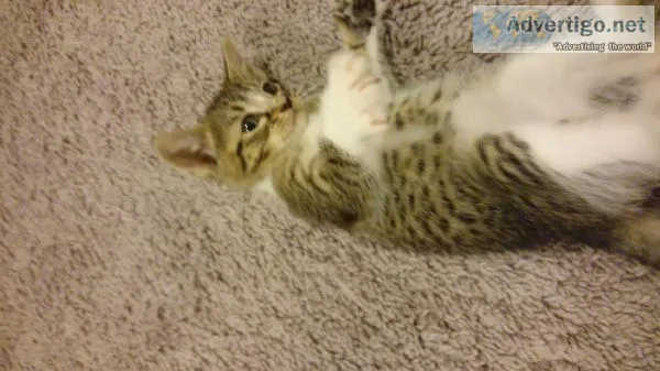 3 months old Kitten