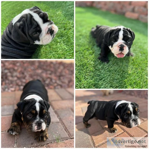 English bulldog puppies