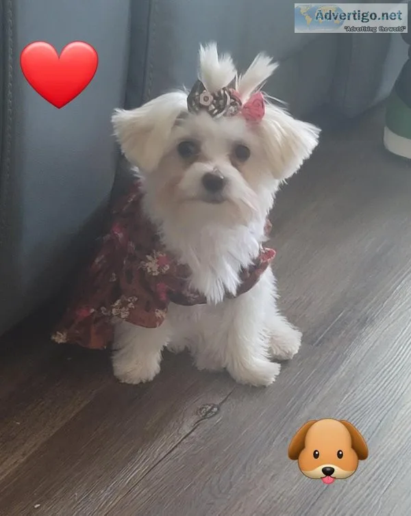 7 month old Morkie for sale