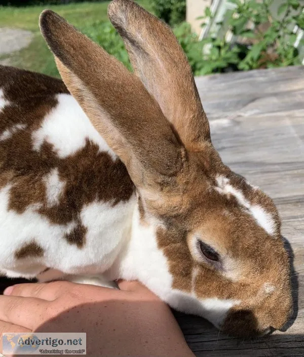 Rex Rabbit buck