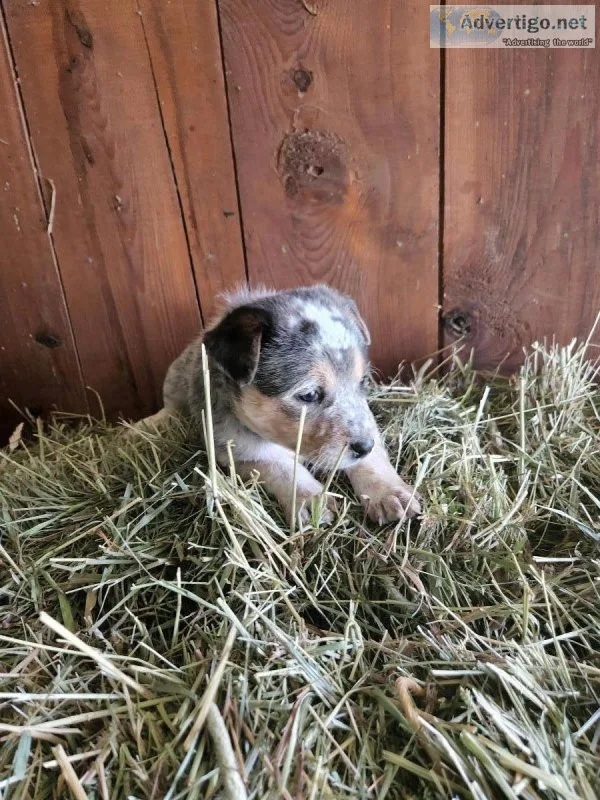 Australian blue heelers