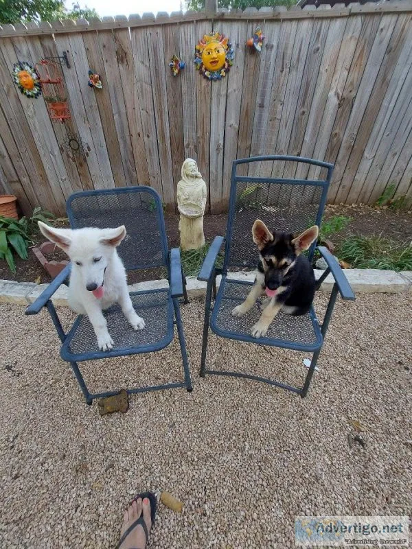 German Shepherd puppies
