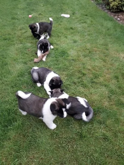 Akita puppies puppies for sale.