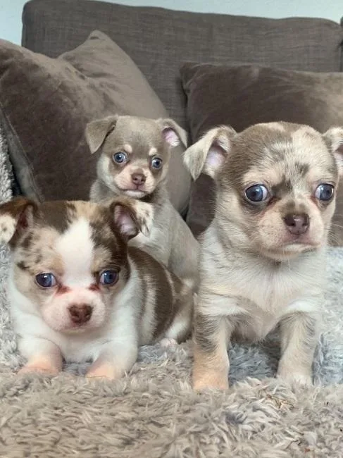 Gorgeous AKC Chihuahua puppies 