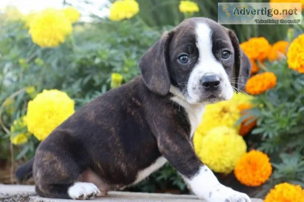 Pebbles Boston Terrier mix