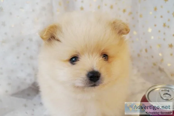 ELVIS.  CKC Pomeranian.  Male.