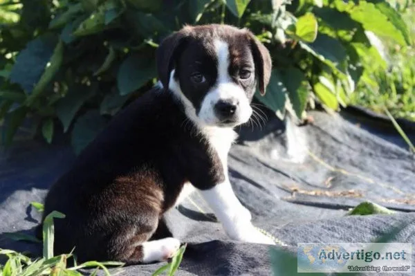 Princess Boston terrier mix