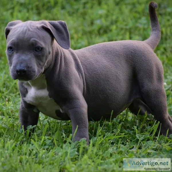 Beautiful Pitbull puppies for good home