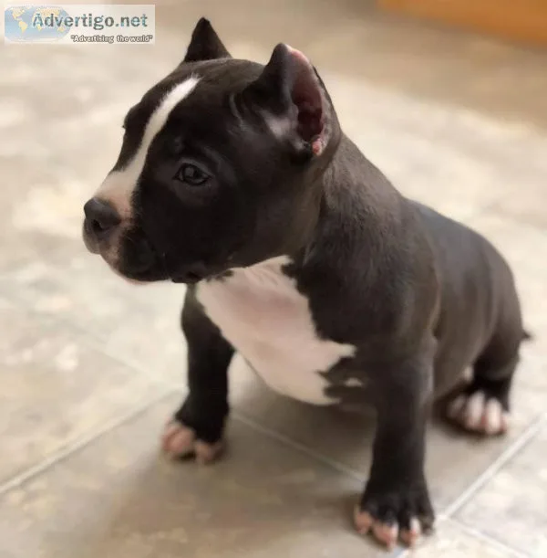 12 Weeks old Pitbull Puppies