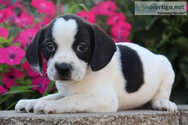 Bubbles Boston terrier Mix