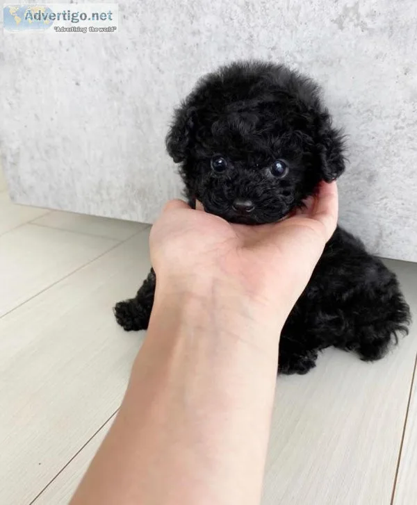 Teacup poodle Puppy