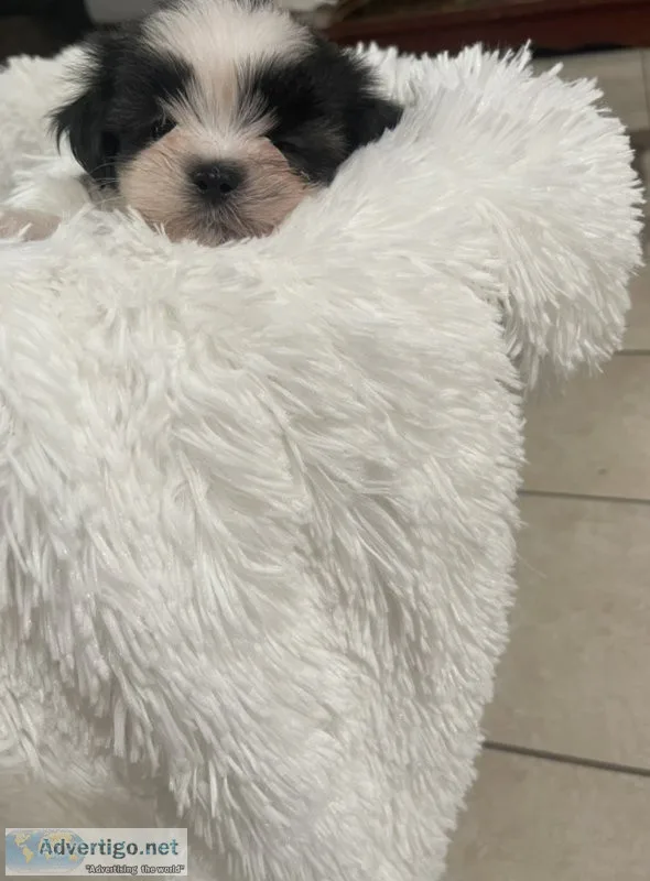 Shi tzu