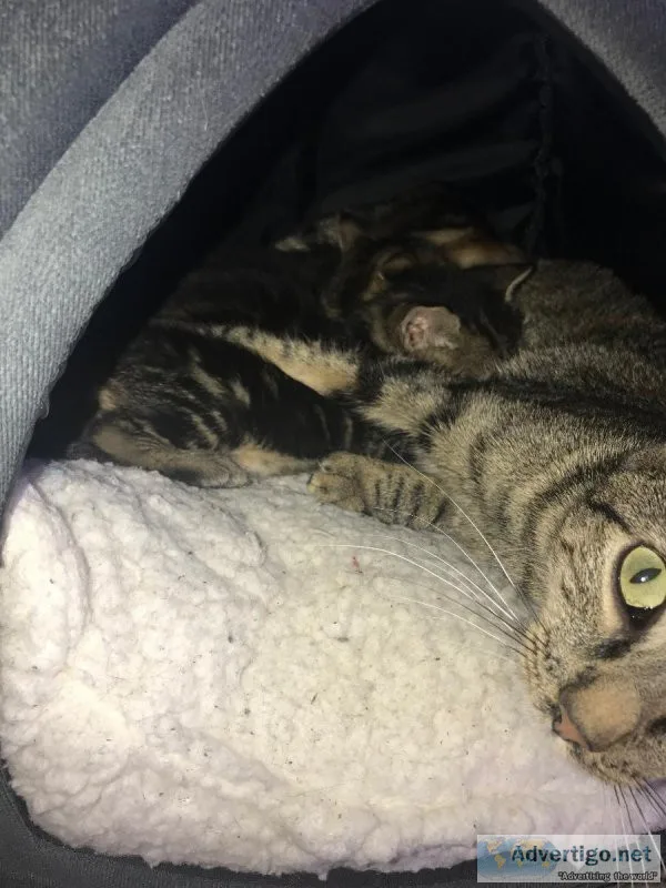 Young cats and kittens need loving homes