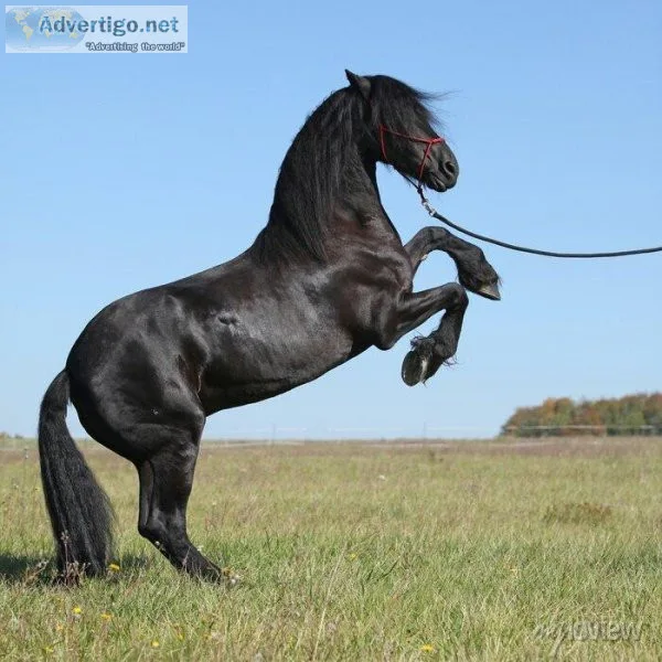 quiet and relaxed Friesian Gelding