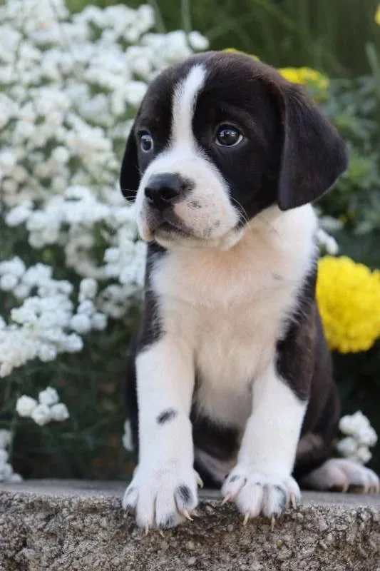Oreo Boston Terrier Mix