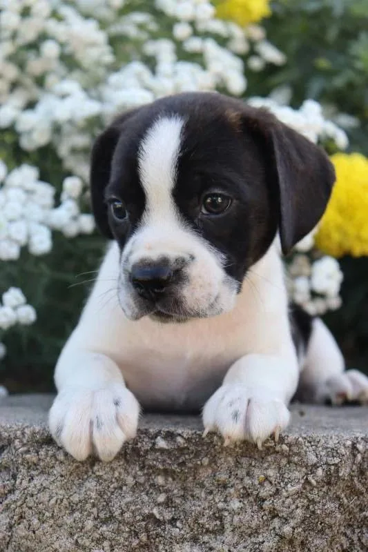 Rufus Boston Terrier Mix